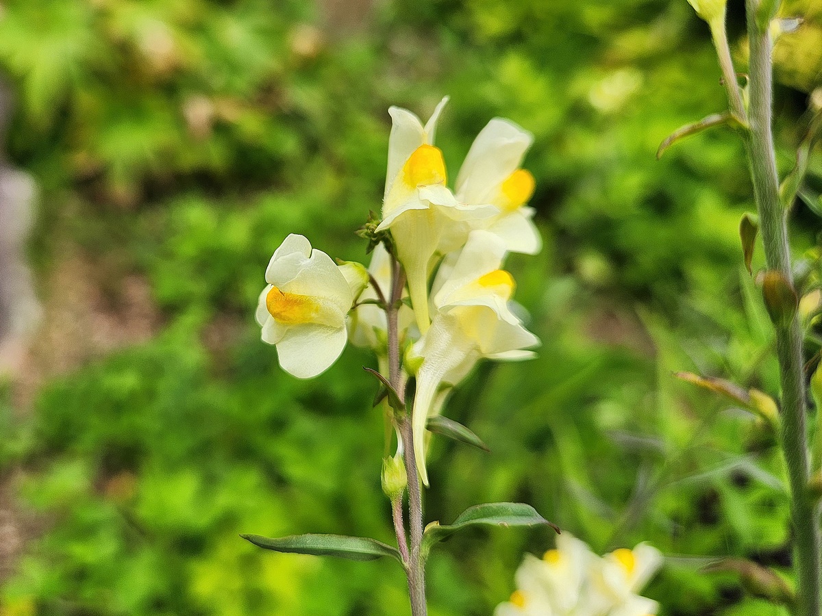 리나리아(애기금어초)