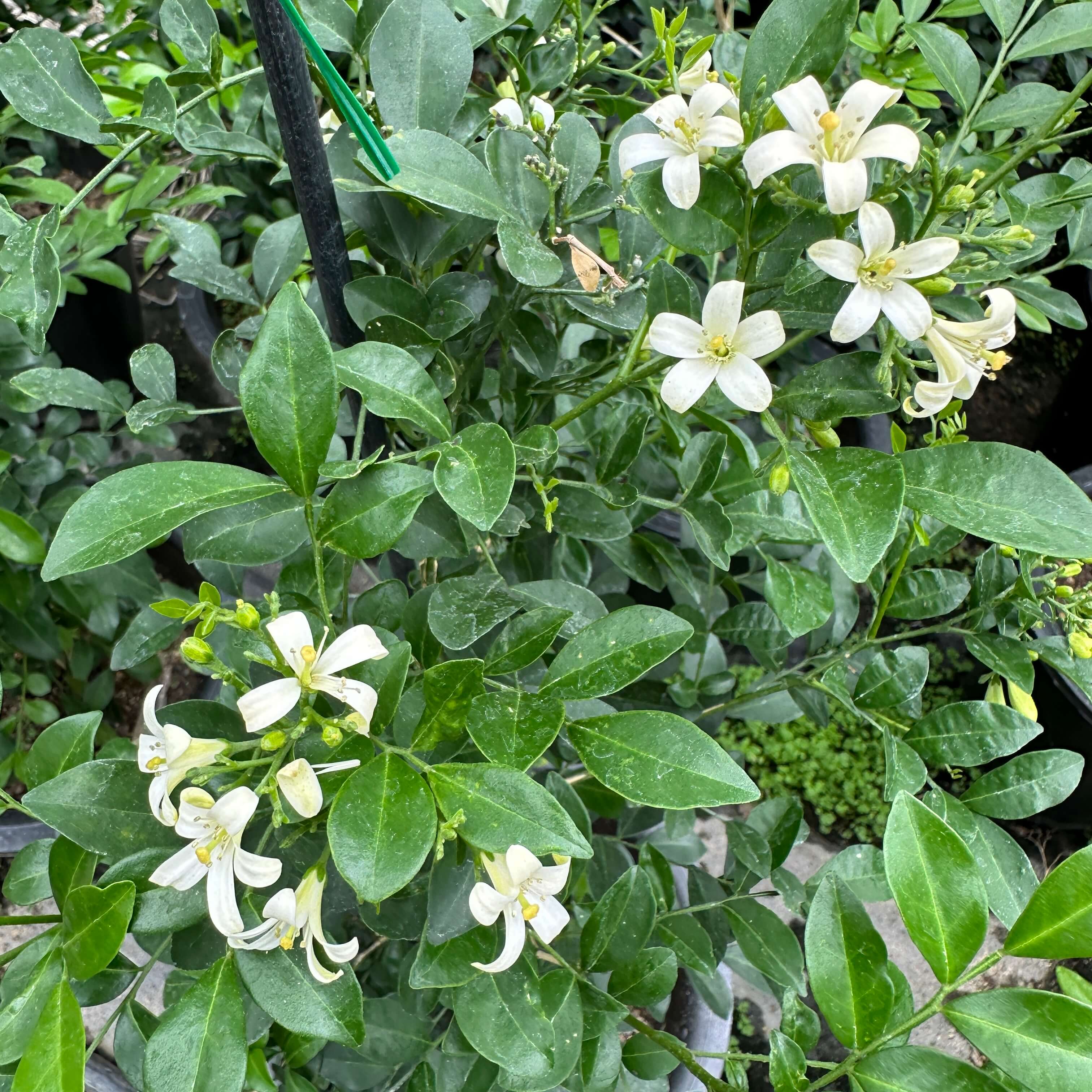 실내 식물 오렌지 쟈스민