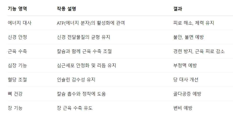 마그네슘이 중요한 이유: 생리학적 역할 정리