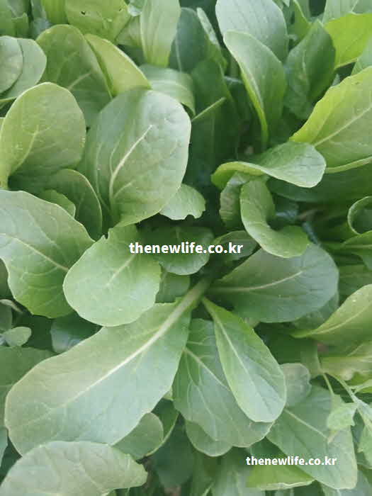 유채 나물 효능 들기름