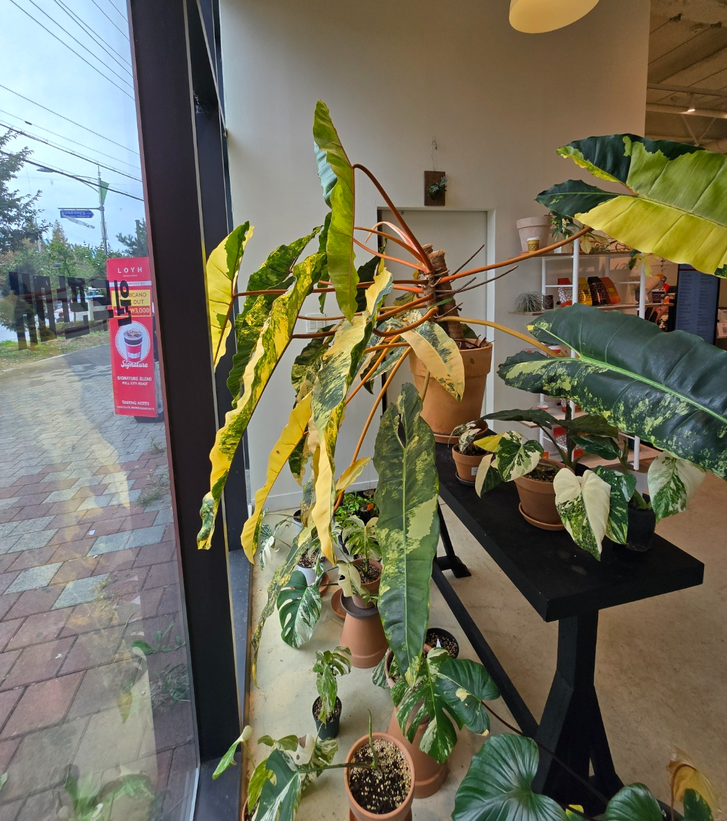 빌리에티에바리에가타가