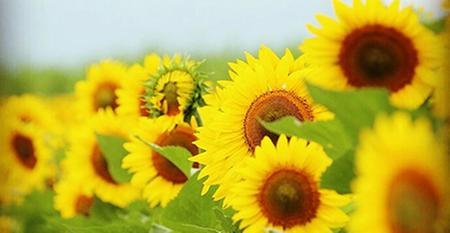 강주 해바라기 축제