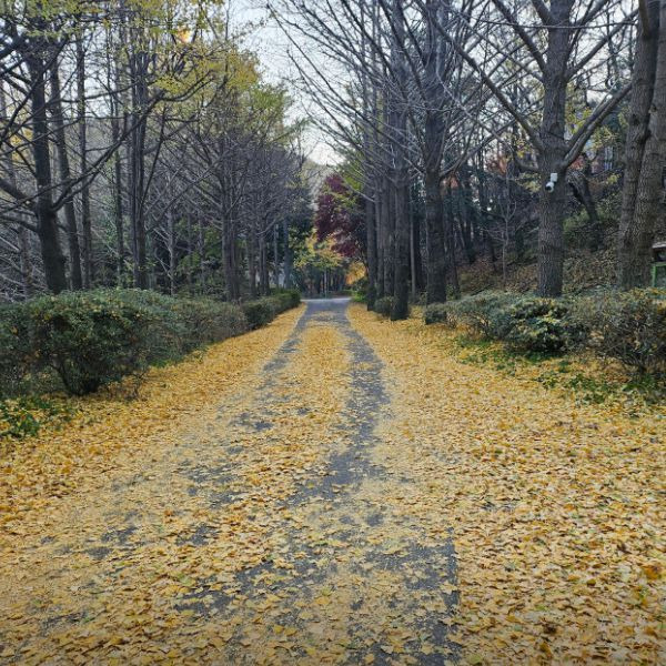 무등산 편백자연휴양림