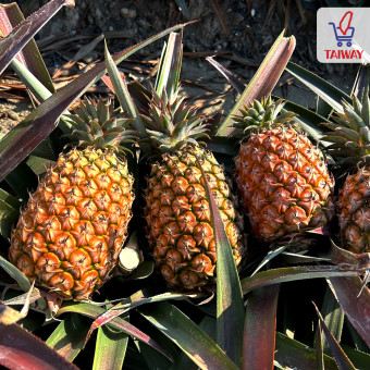 파인애플 효소의 효능과 후기