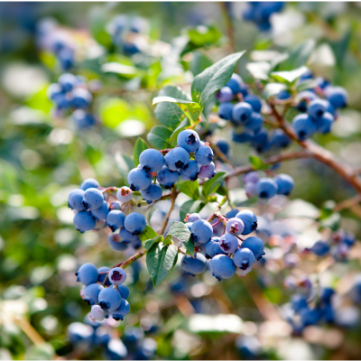 블루베리 열매