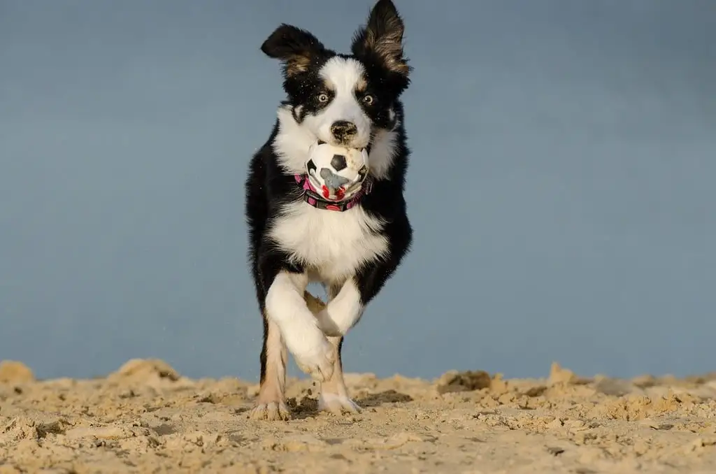 강아지-종류-보더콜리