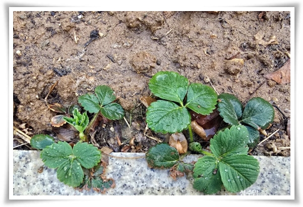 텃밭 "6월에 심기 좋은 작물" 지금 심으면 쑥쑥 자라는 여름 작물 추천!