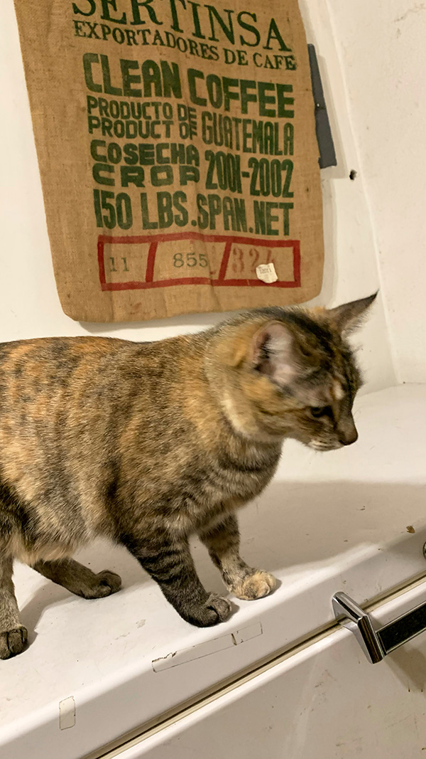 냉장고 위 고양이