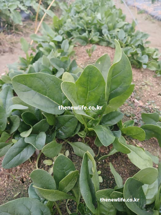 시금치 효능으로 빈혈 예방을 극대화하는 비타민C와 철분의 조화를 담은 실사진