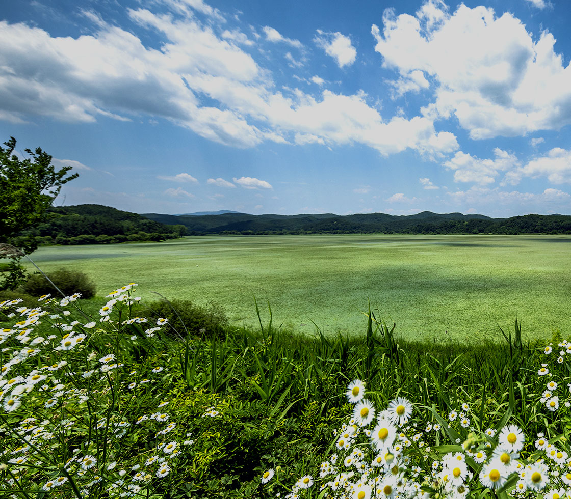 2025 창녕 낙동강 유채축제 총정리