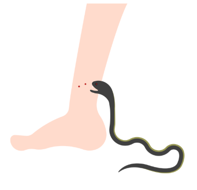 뱀꿈해몽풀이