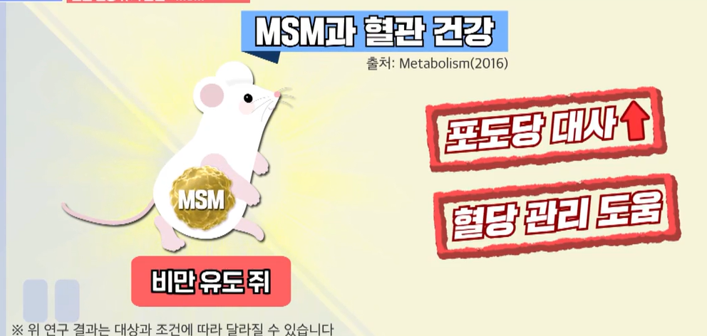 msm의 효능