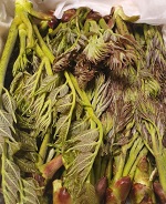 참두릅