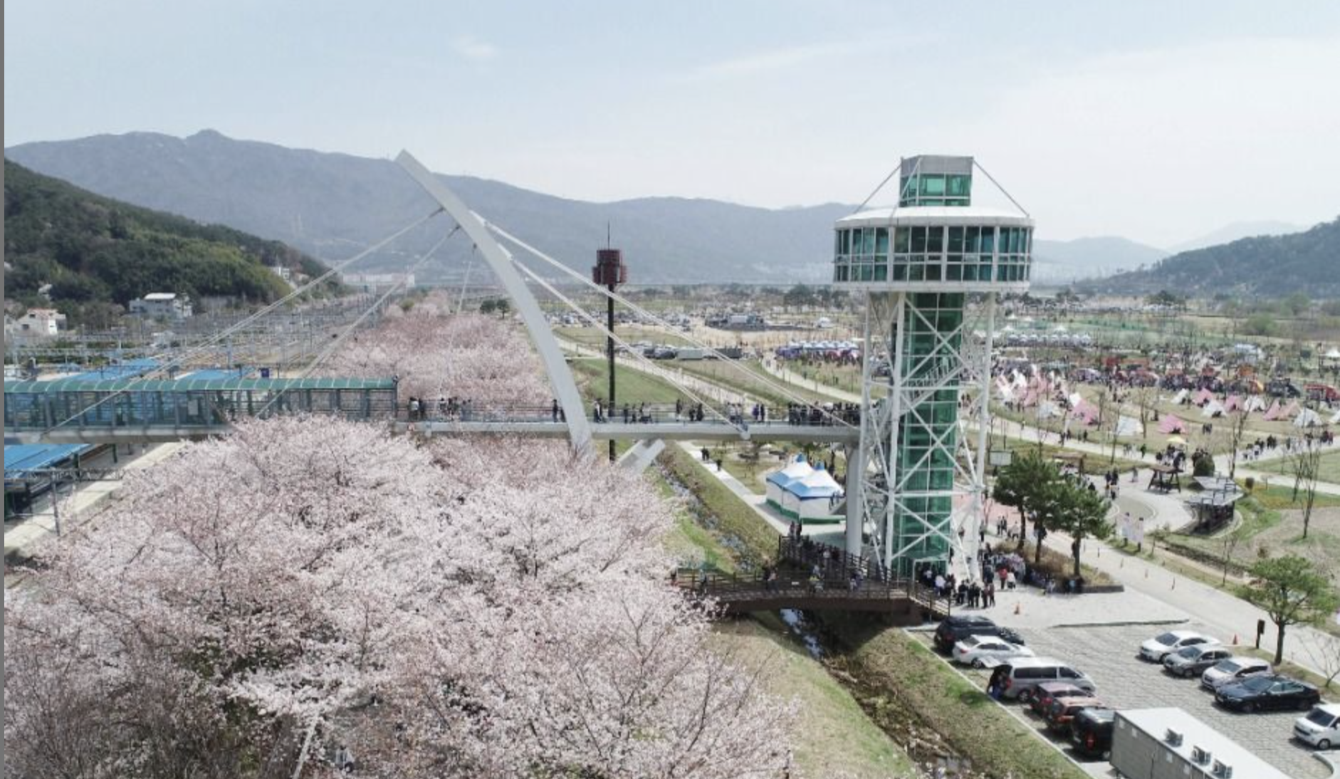 벚꽃 개화시기 2025 관련