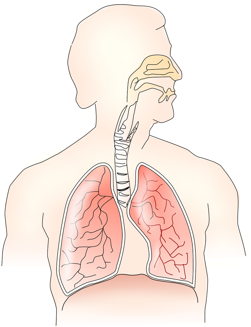 환절기 필수 가이드, 호흡기 건강을 지키는 체계적인 면역 관리법