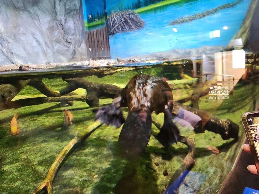 코엑스 아쿠아리움 입장권 할인예약 방법, 대중교통 가는 방법, 참물범 펭귄 비버 상어 보러가자!