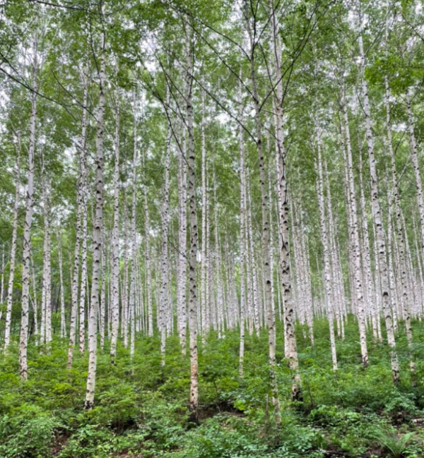 봄에 떠나기 좋은 국내 여행