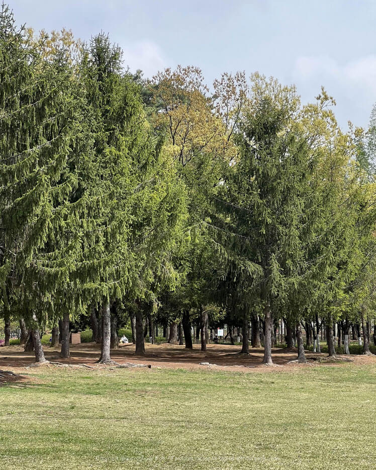 일산호수공원 나무들