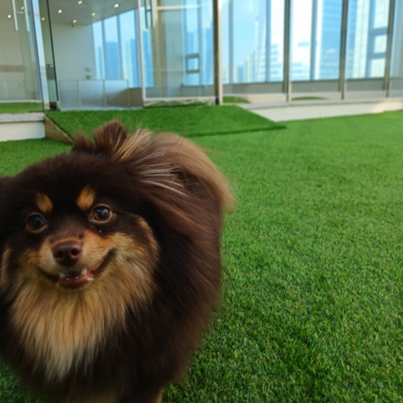 인천애견유치원&호텔링 사이좋개 송도점