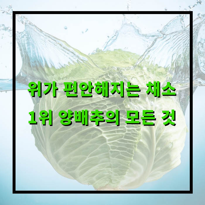 양배추 효능, 부작용, 양배추즙의 효능은?