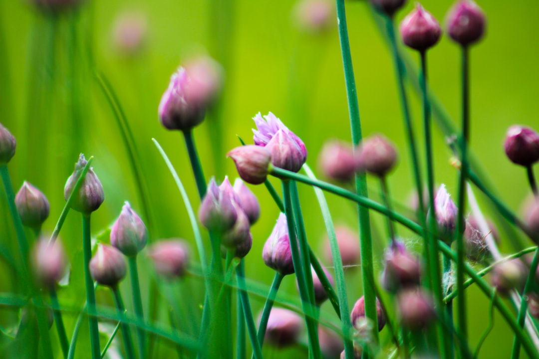 Chive.
