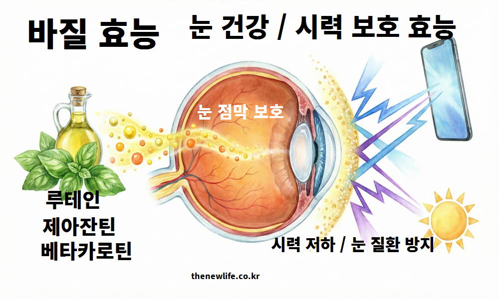 바질 효능 눈 건강 시력 보호