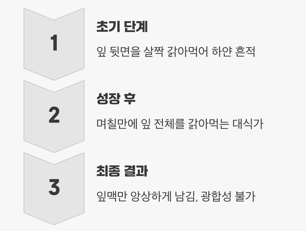 앙상한 잎만 남기는 무서운 식탐
