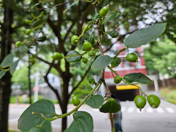 노린재나무 열매