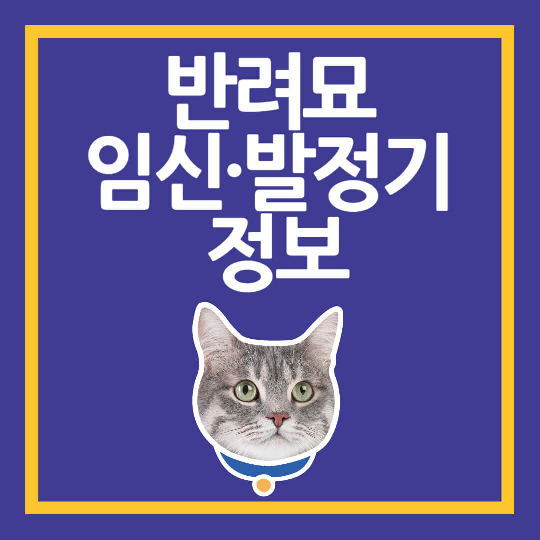 반려묘임신,발정기 정보