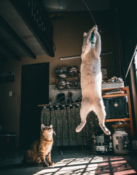 고양이 점프를 잘 안 하는 이유