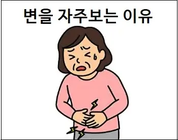 변을 자주보는 이유