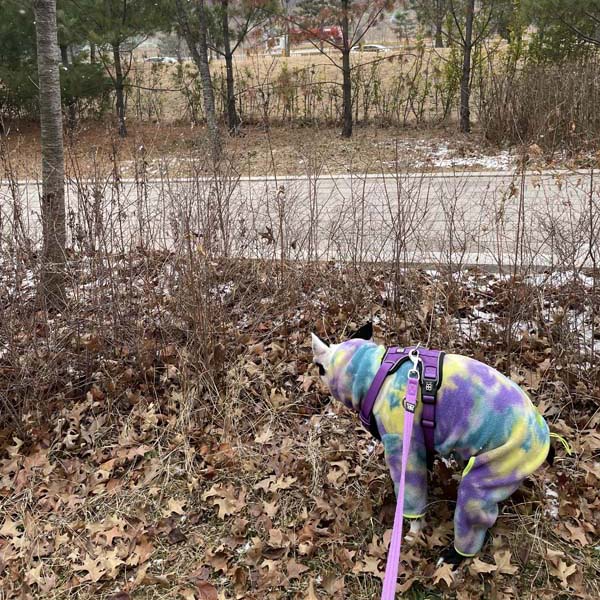 강아지가 보라색옷을입고 똥을싸고있다