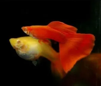 구피 키우기와 건강하게 번식시키는 팁_23