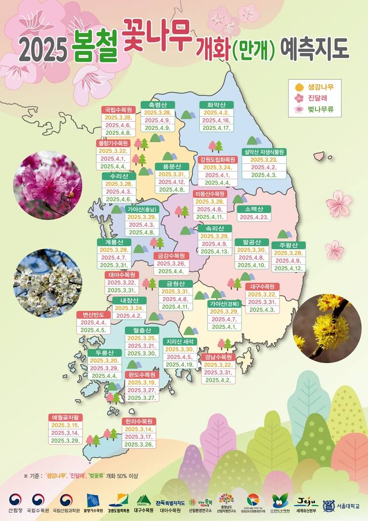 봄꽃 개화 시기 2025, 추천 명소와 축제 일정, 실시간 개화현황 확인하기