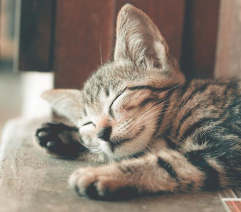 고양이스트레스받을때