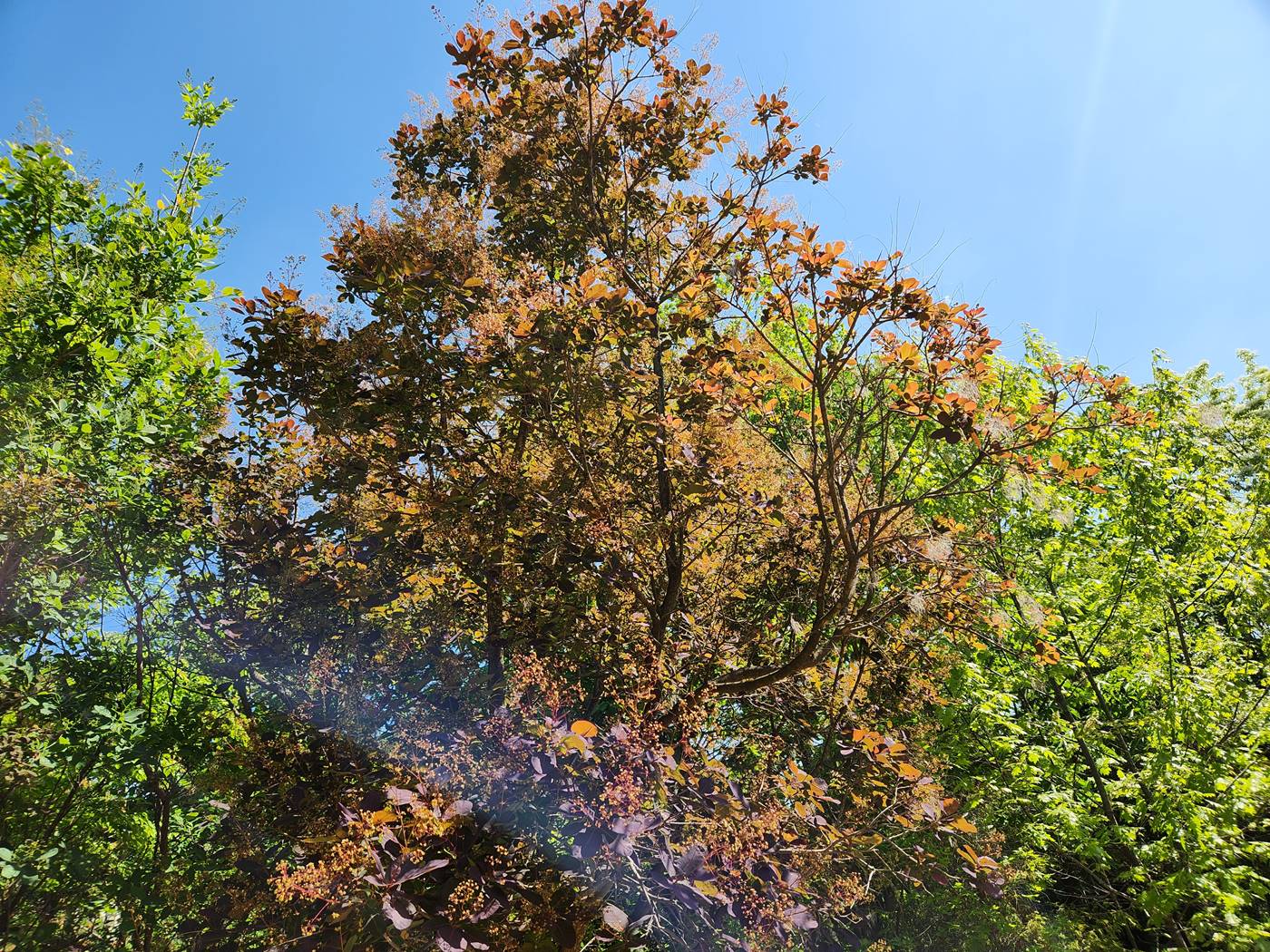 안개나무(자엽안개나무) Smoke tree