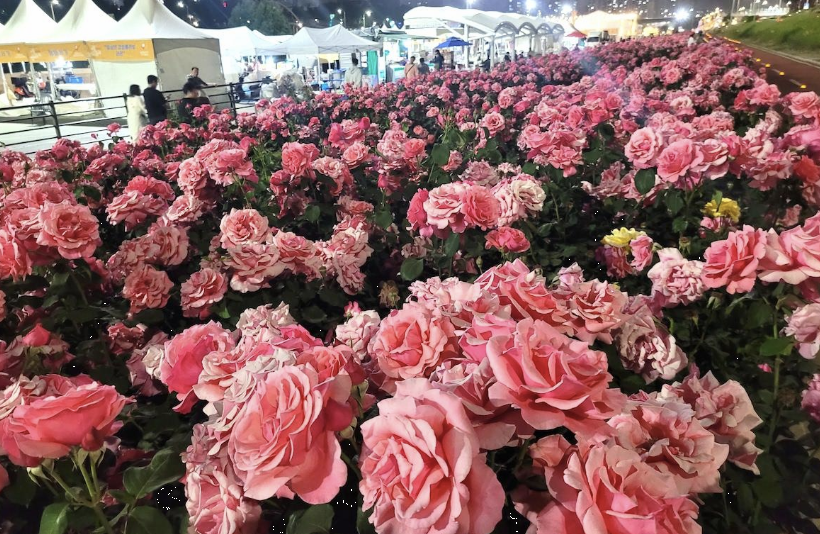 중랑장미공원 이미지