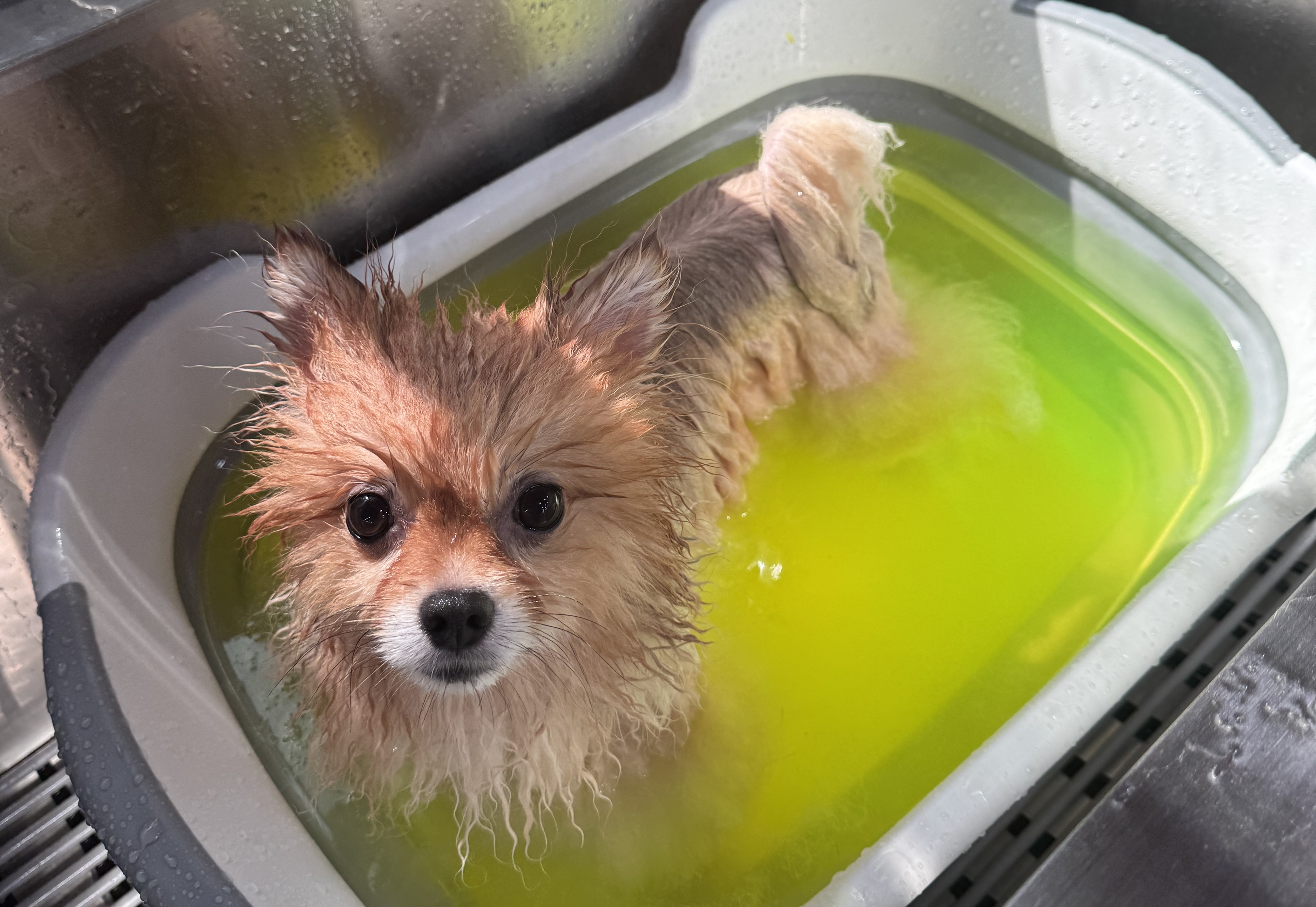 광진구애견미용학원