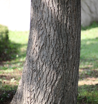 중국굴피나무 수피