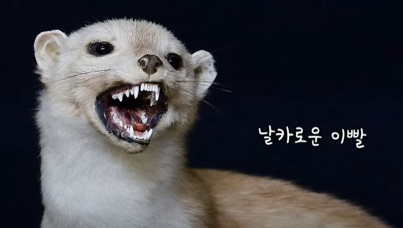 배고파서 왔다가 아예 도심에 살림 차려버린 족제비들