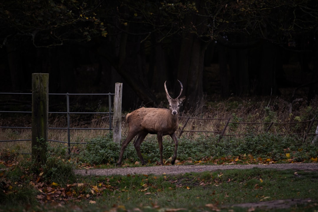 Roaming