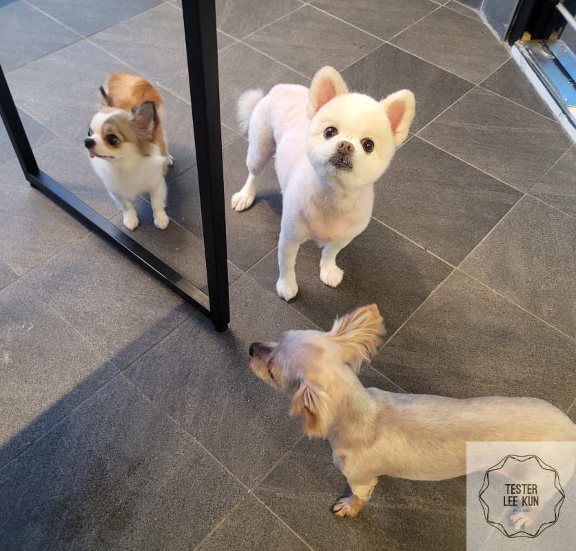 개별테라스 들어온 강아지들 사진