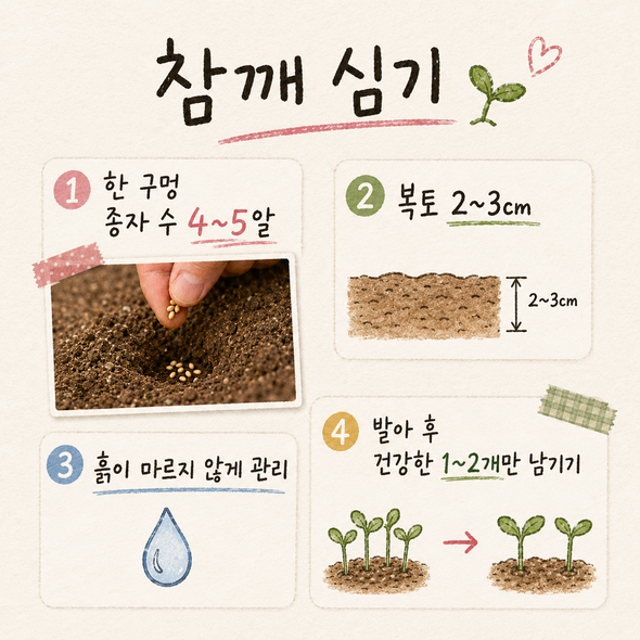 참깨 파종시기