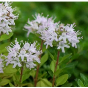 백리향 키우는 법 집에서 재배법 꿀팁_6