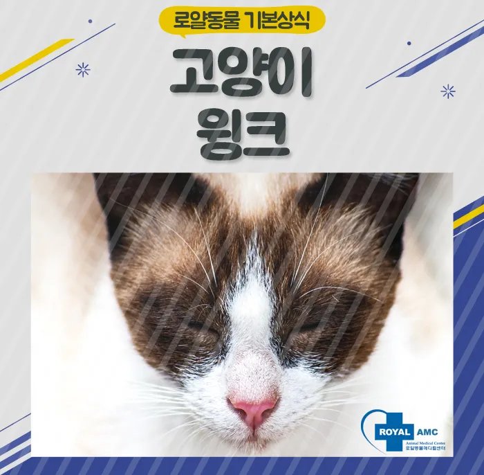 "고양이