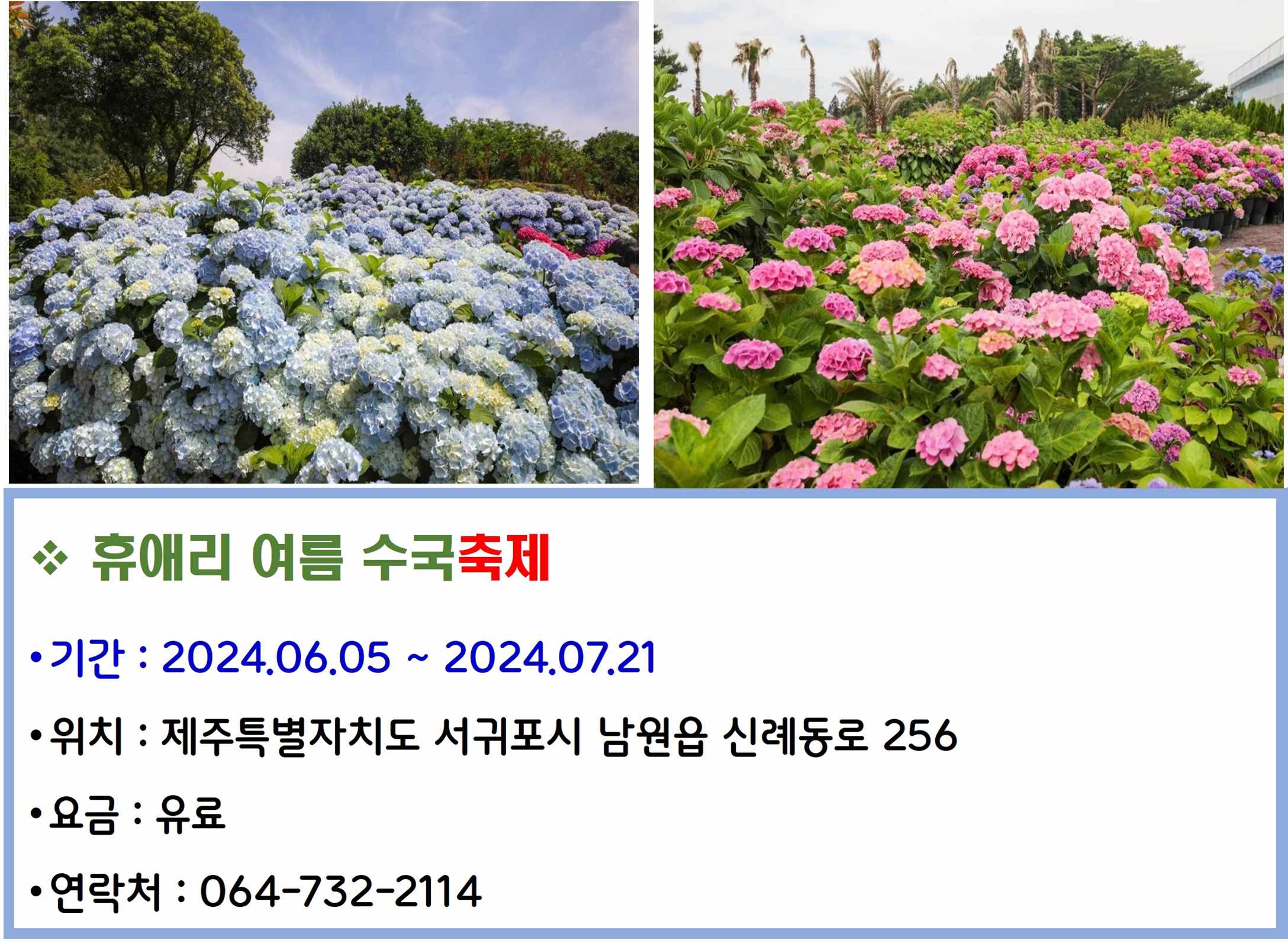 휴애리 여름수국 축제