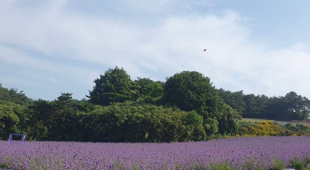 고창청농원 라벤더시즌