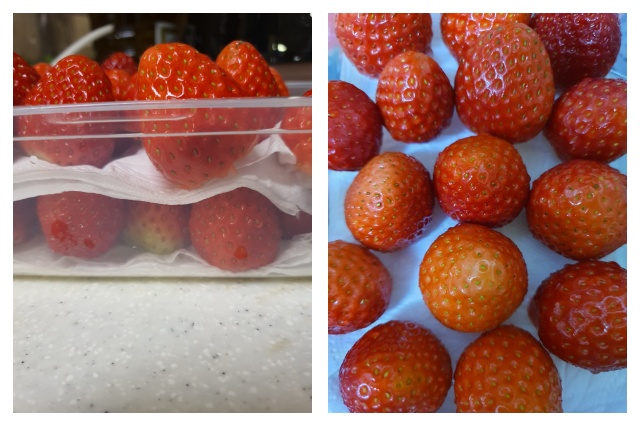 키친타올 위에 딸기 보관하기