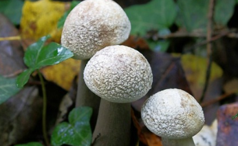 제습기 용량과 평수 한눈에 정리 4