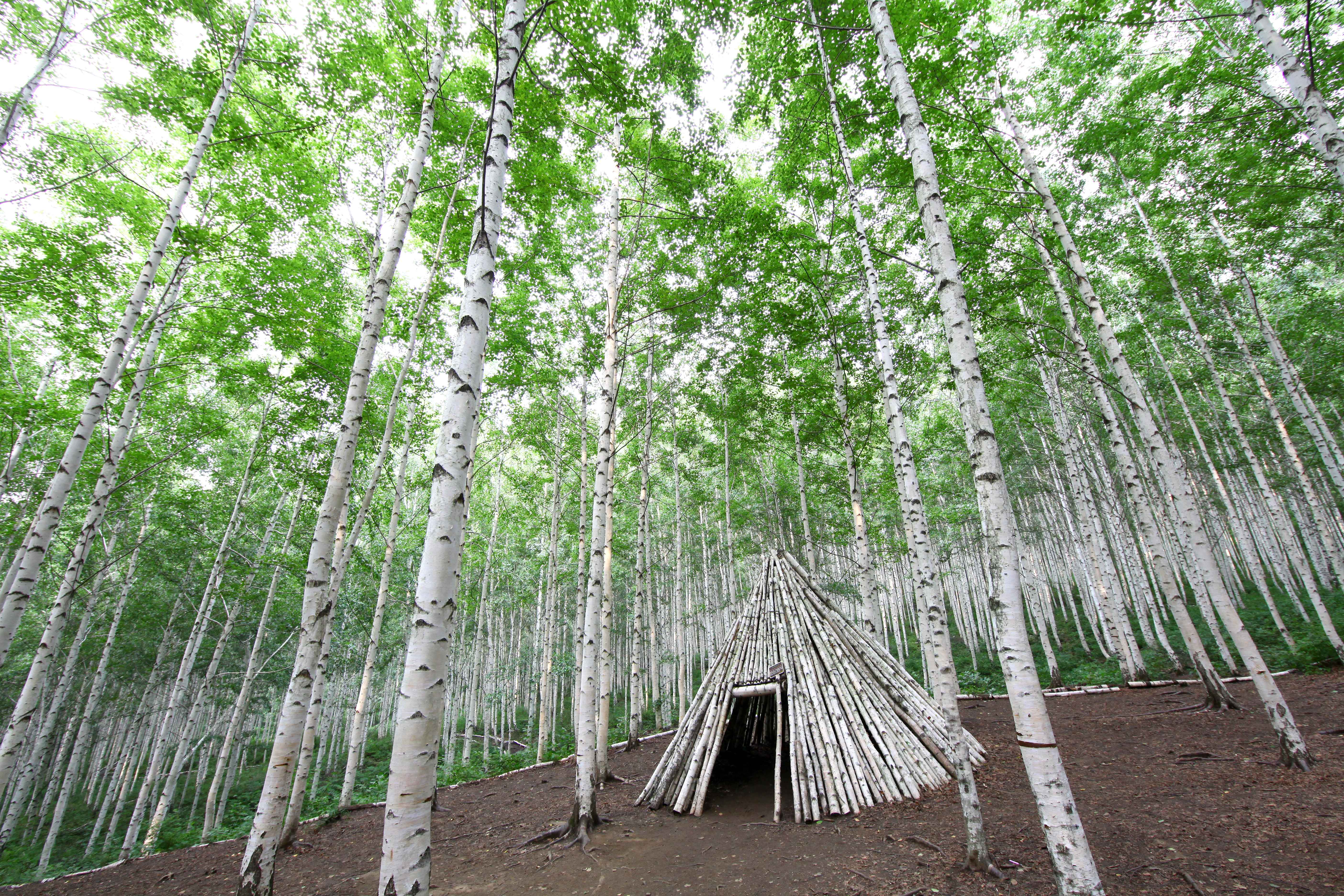 인제 원대리 자작나무 숲 사진